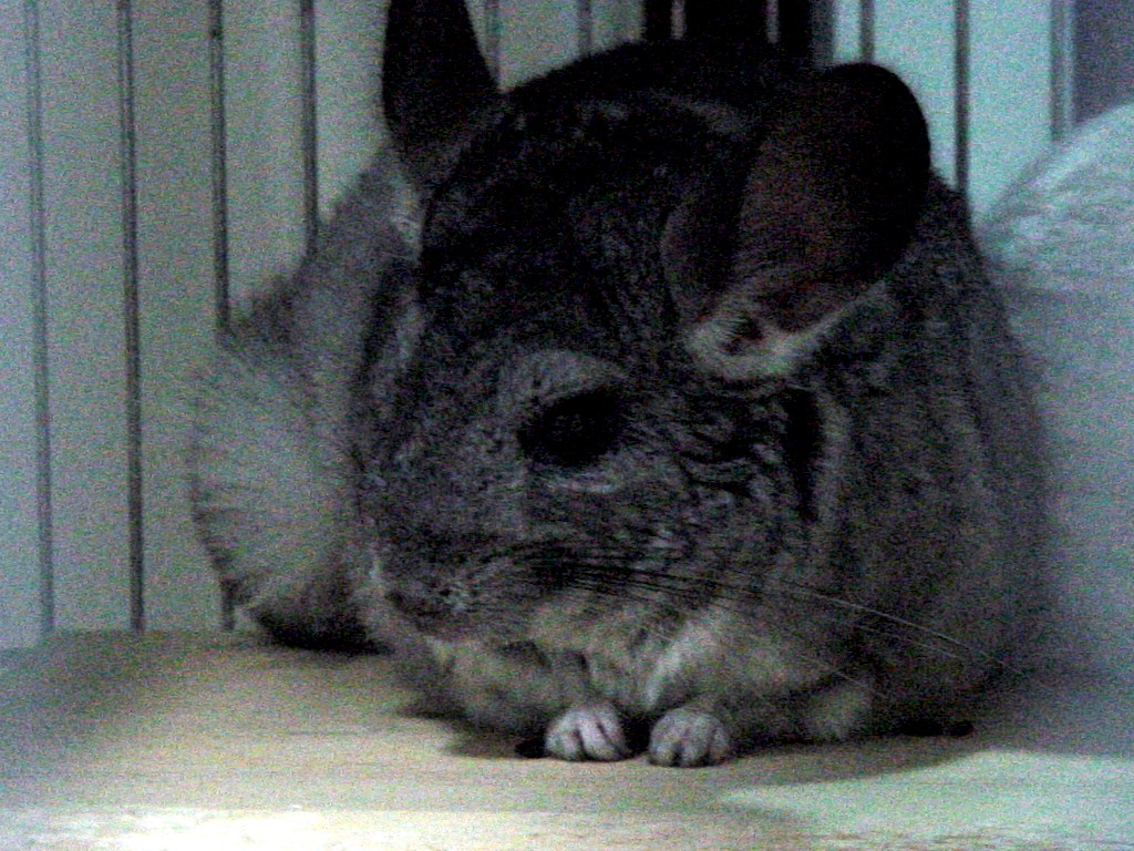 bella04.jpg
