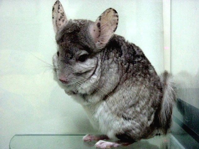pepper03.jpg