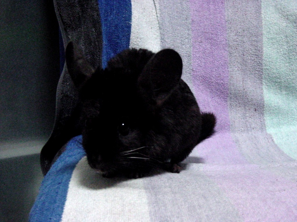 queen.jpg