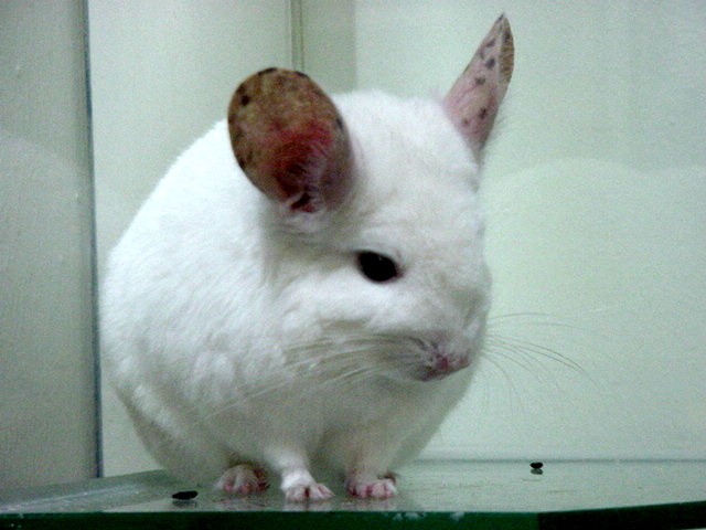 sugar01.jpg