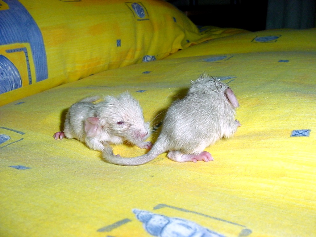 sugarbabies05.jpg